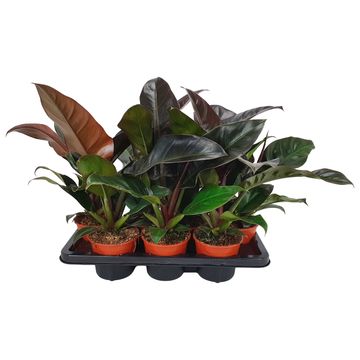 Philodendron 'Imperial Red'