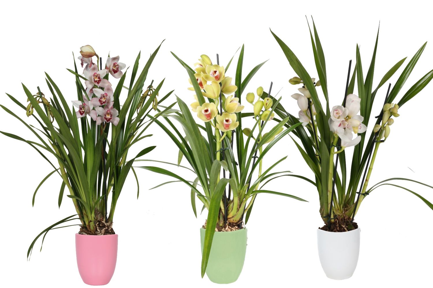 cymbidium-mix-plant-wholesale-floraccess