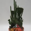 Euphorbia leucodendron cristata