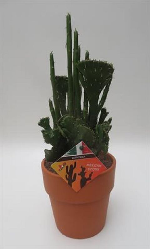 Euphorbia leucodendron cristata