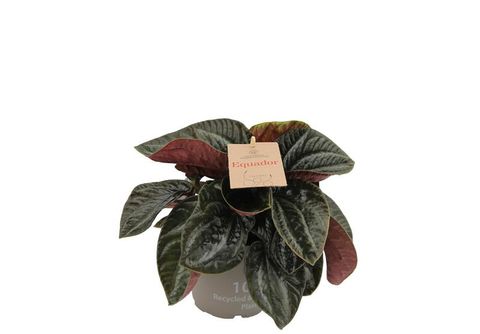 Peperomia 'Ecuador'