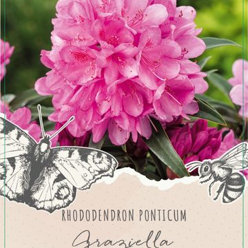 Rhododendron 'Graziella'