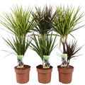 Dracaena MIX IN POT