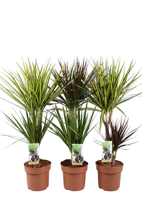 Dracaena MIX IN POT