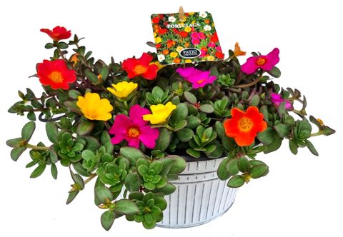 Arrangement Portulaca