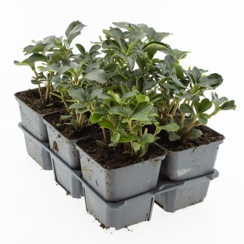 Pachysandra terminalis 'Green Sheen'