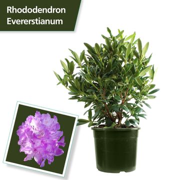 Rhododendron 'Everestianum'