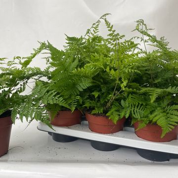 Athyrium spicatum