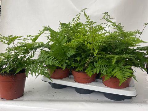 Athyrium spicatum