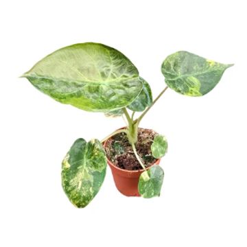 Alocasia wentii 'Variegata'