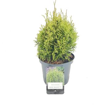 Thuja occidentalis 'Miss Frosty'