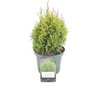 Thuja occidentalis 'Miss Frosty'