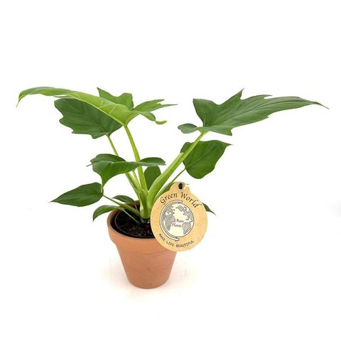 Філодендрон warszewiczii