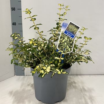 Euonymus fortunei BLONDY