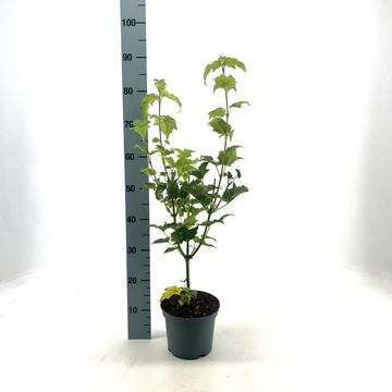 Acer rufinerve