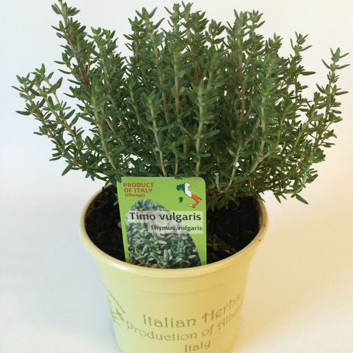 Thymus vulgaris 'Faustini' (Green Collect Sales)