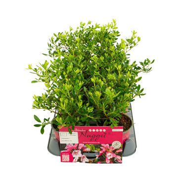 Rhododendron BLOOMBUX MAGENTA