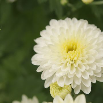 Chrysanthemum 'Jasoda White'