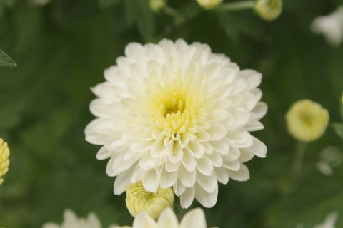 Chrysanthemum 'Jasoda White'