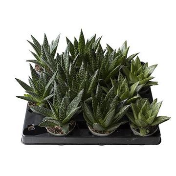 Gasteria MIX