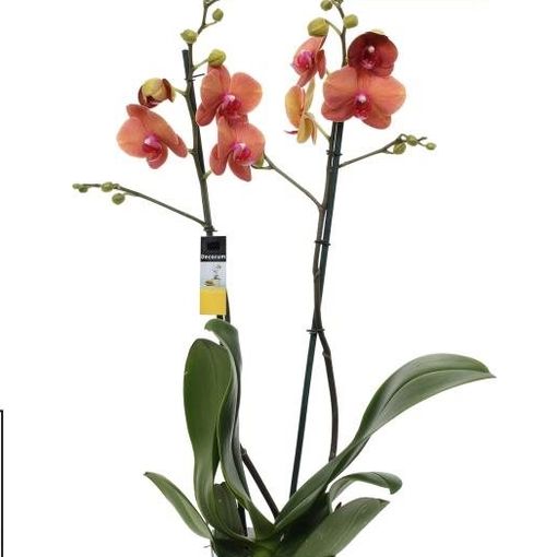 Phalaenopsis SURFSONG (Ter Laak Orchids Midiflora)