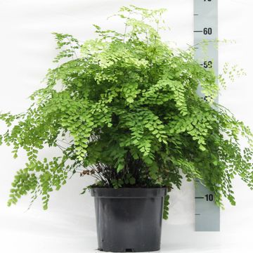 Adiantum raddianum 'Fragrans'