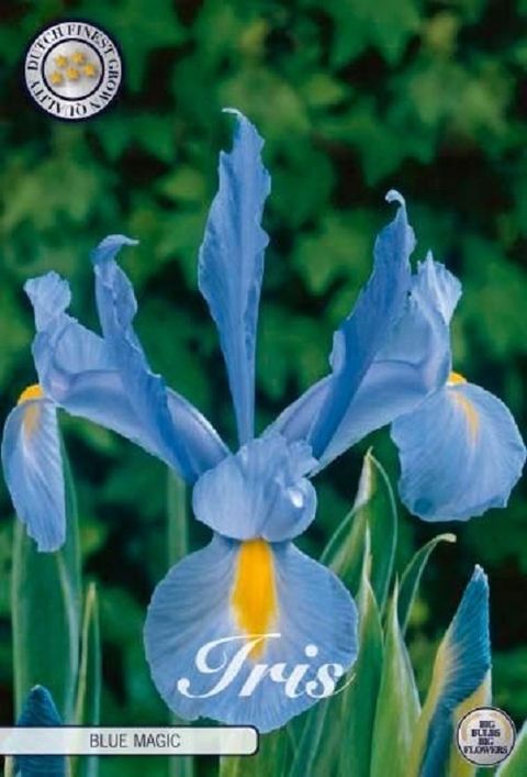 Iris 'Blue Magic'