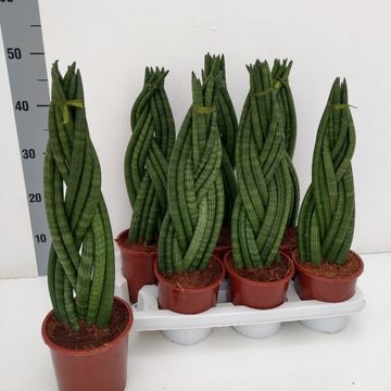 Sansevieria cylindrica 'Braid'