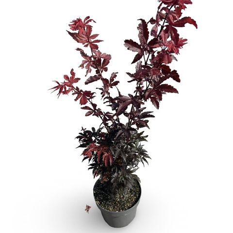 Acer palmatum 'Skeeter's Broom'