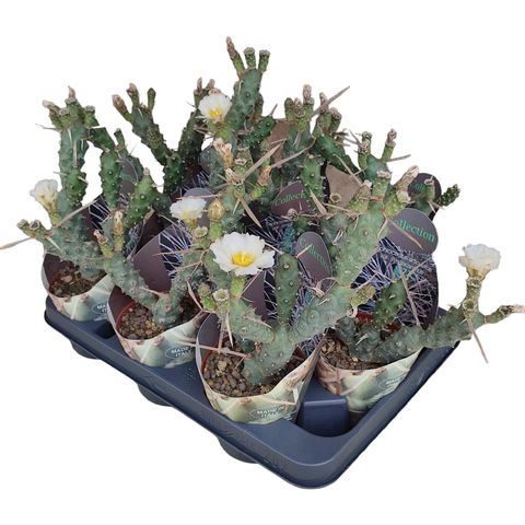 Tephrocactus articulatus syringacanthus