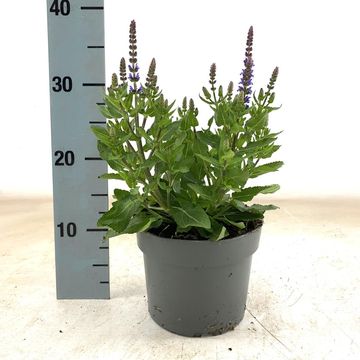 Salvia nemorosa 'Rianne'