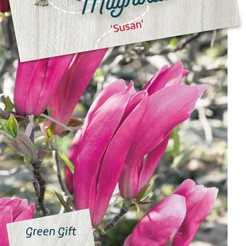 Magnolia 'Susan'