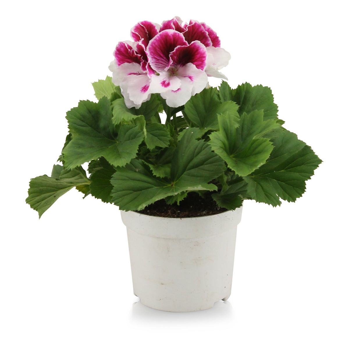 Pelargonium 'Bravo' — Plant Wholesale FlorAccess