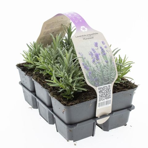 Lavandula angustifolia 'Мунстид'