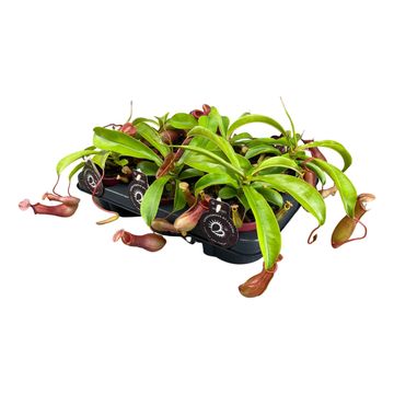 Nepenthes alata