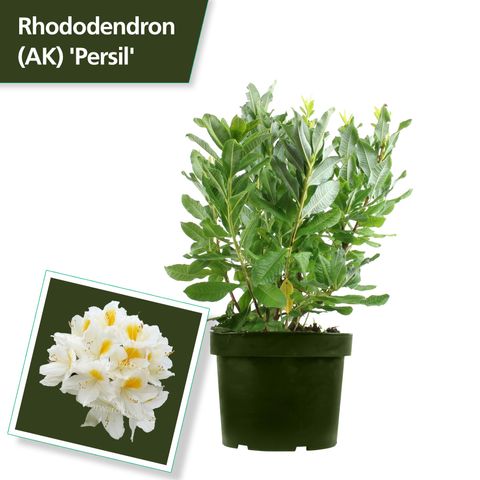 Rhododendron 'Persil' (AK)