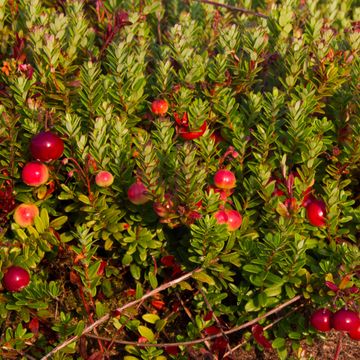 Vaccinium macrocarpon 'Early Black'