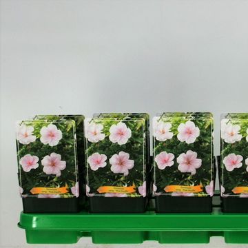 Geranium sanguineum 'Pink Pouffe'