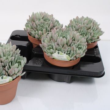 Echeveria pulidonis