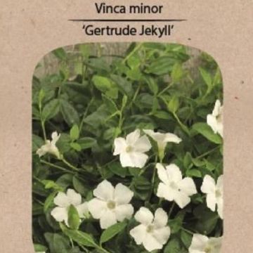 Vinca minor 'Gertrude Jekyll'