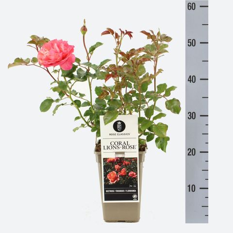 Роза CORAL LIONS-ROSE