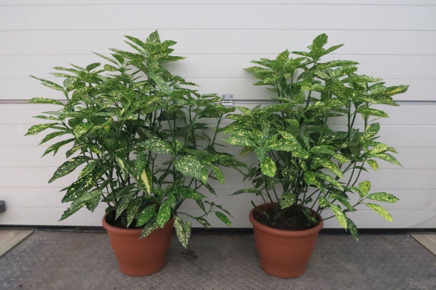 Aucuba japonica 'Variegata'