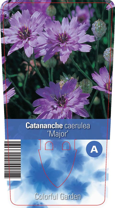 Catananche caerulea 'Major'