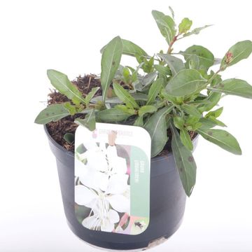 Gaura lindheimeri GAUDI WHITE