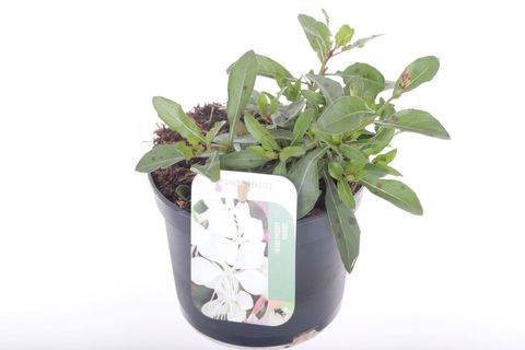 Gaura lindheimeri GAUDI WHITE