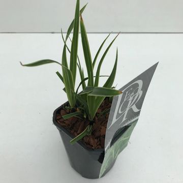 Carex morrowii 'Ice Dance'