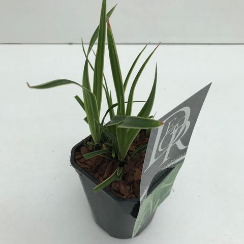 Carex morrowii 'Ice Dance'