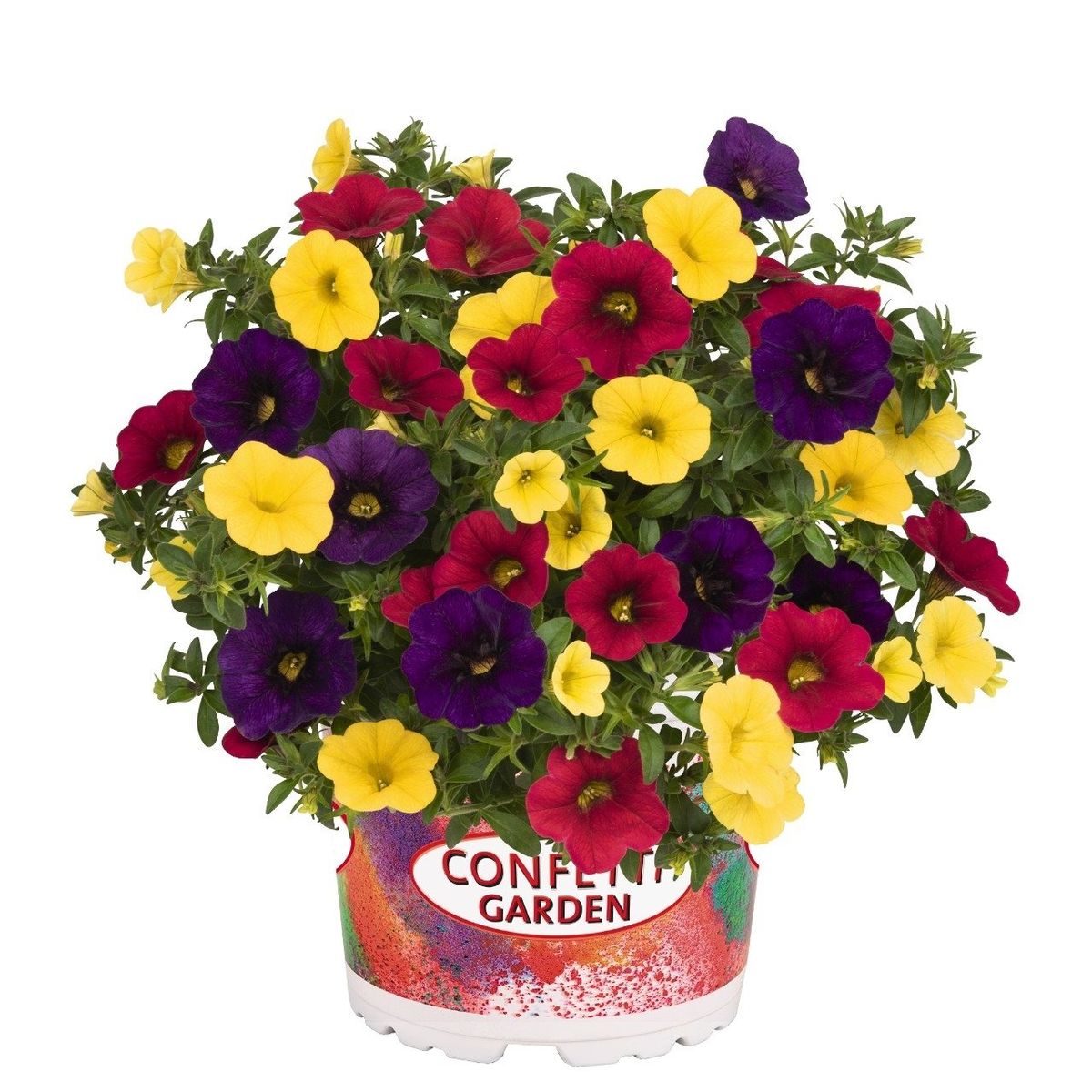 Calibrachoa MIX IN POT — Bitkiler Toptan Satış FlorAccess