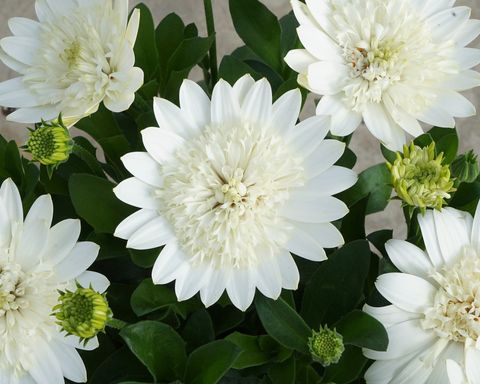 Osteospermum 3D NANUK