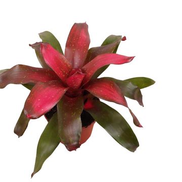 Neoregelia 'Galaxy'